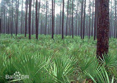 Hiệu quả của trái cây Saw Palmetto Extract