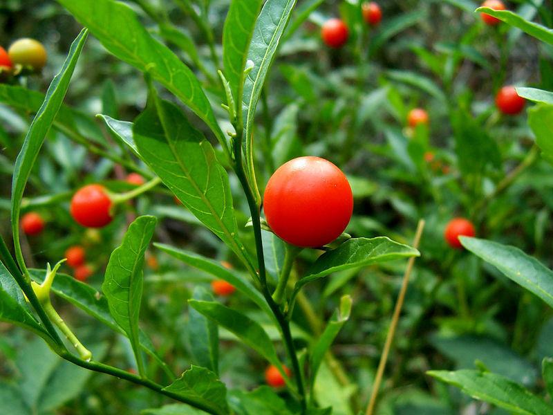 Mô tả về bột Ashwagandha gốc